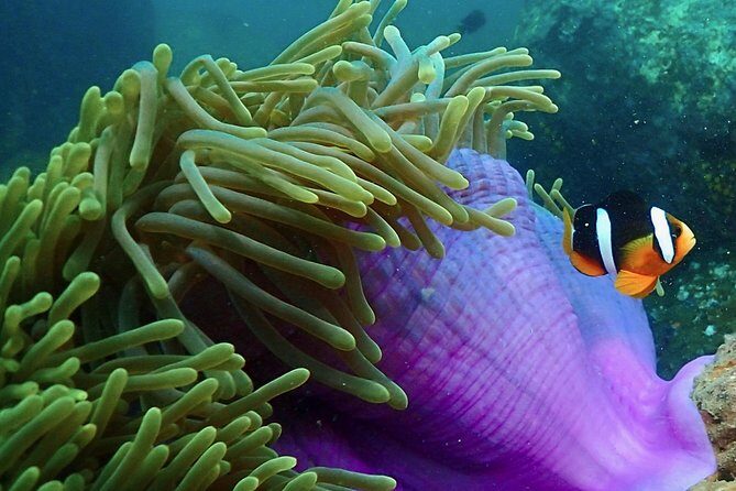 Scuba Diving For Beginners - What to Expect from Your Scuba Adventure in Negombo