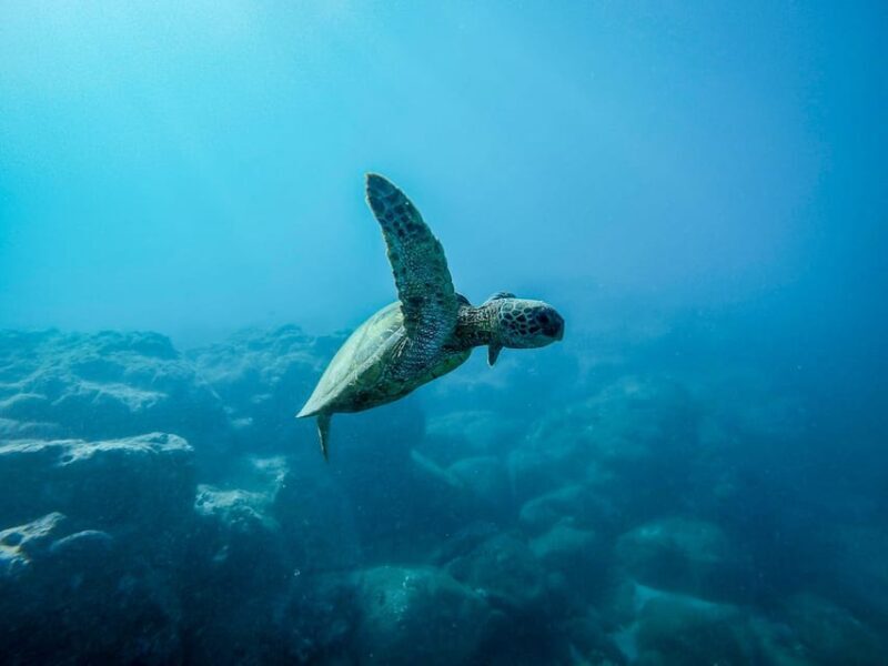 Scuba diving for beginners in crystal clear sea of Halkidiki - An Honest Look at Scuba Diving in Halkidiki