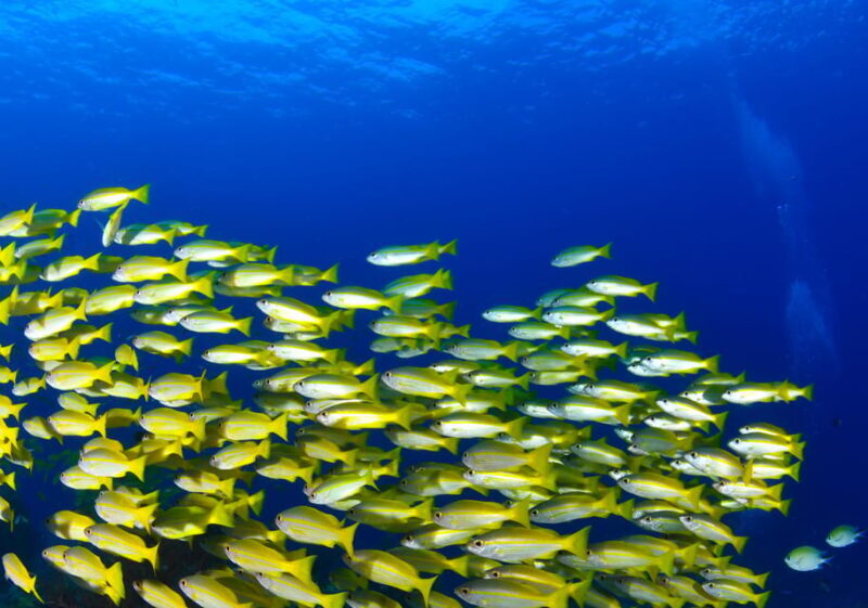 Scuba diving for beginners in crystal clear sea of Halkidiki - Final Thoughts