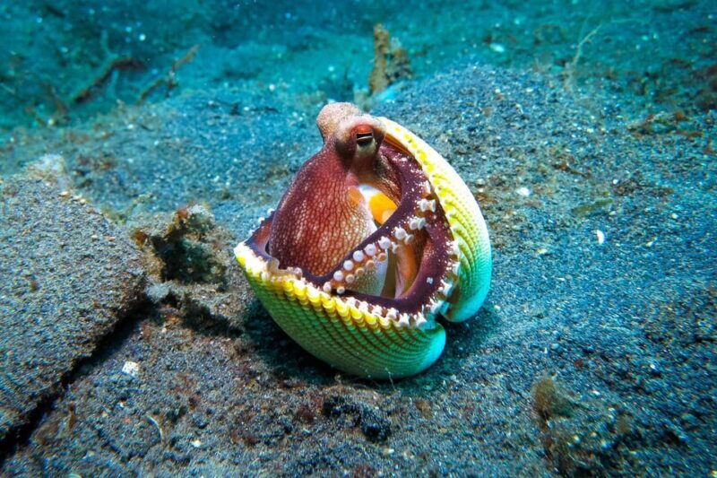 Scuba diving for beginners in crystal clear sea of Halkidiki - FAQ