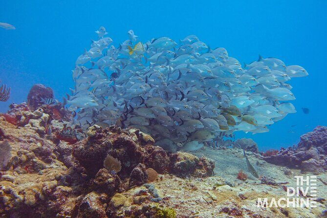 Scuba Diving for Beginners  Playa del Carmen or Tulum - Comfort, Safety, and Equipment