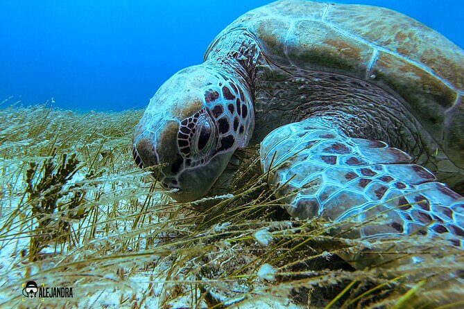 Scuba Diving for Beginners  Playa del Carmen or Tulum - The Value of the Experience