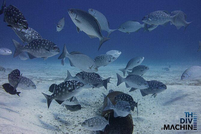 Scuba Diving for Beginners  Playa del Carmen or Tulum - Who Is This Tour Best For?