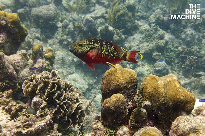 Scuba Diving for Beginners  Playa del Carmen or Tulum - The Sum Up