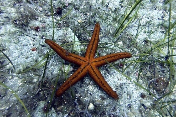 Scuba Diving for Beginners with a PADI Instructor near Heraklion - Key Points