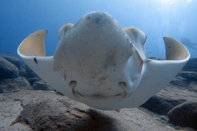 Scuba Diving for Certified Divers in Costa Adeje - Scuba Diving for Certified Divers in Costa Adeje: A Complete Guide