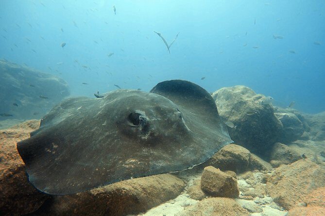 Scuba Diving for Certified Divers in Costa Adeje - Key Points