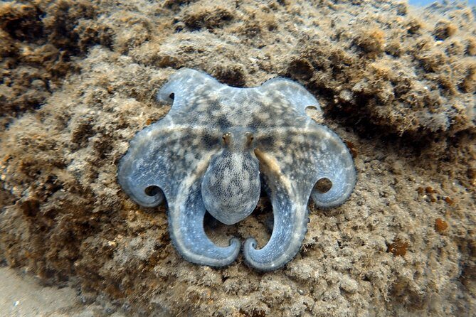 Scuba Diving for Certified Divers in Costa Adeje - What’s Included and What’s Not