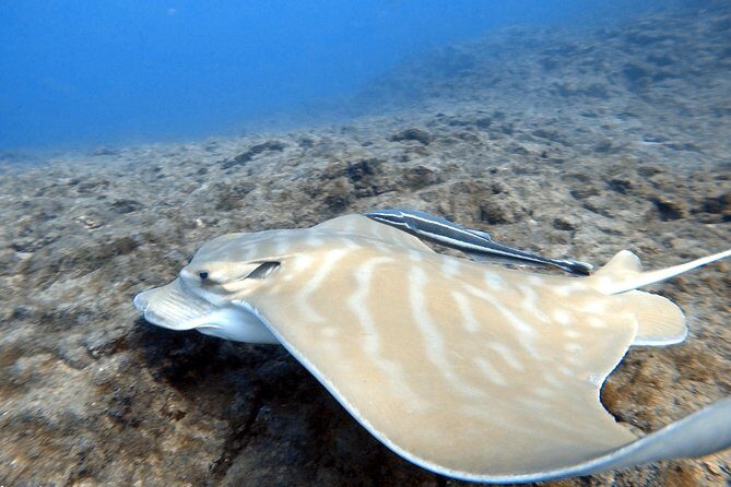 Scuba Diving for Certified Divers in Costa Adeje - Practical Details and Tips