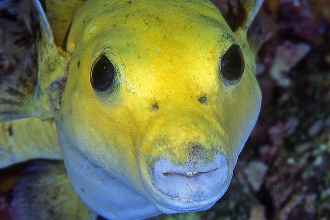Scuba Diving Hermosa and Coco Beach for Certified Divers - Starting Point and Duration
