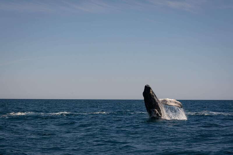 Scuba diving in a National Marine Park of Cabo Pulmo - Exploring the Dive Experience in Cabo Pulmo