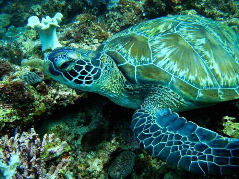 Scuba Diving in Boracay: SSI Open Water Certification - Practical Details and Tips for Travelers