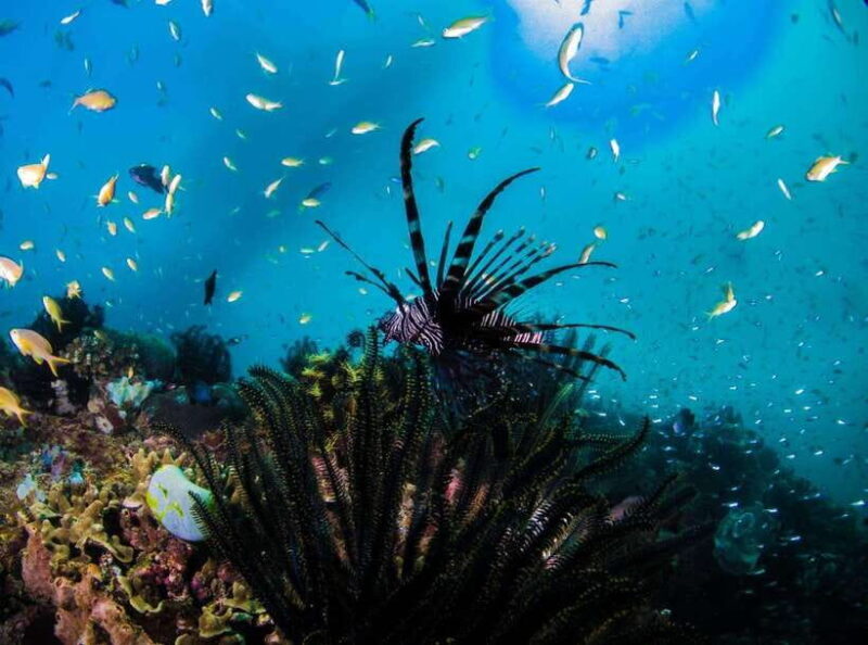 Scuba Diving in Boracay: SSI Open Water Certification - Final Thoughts