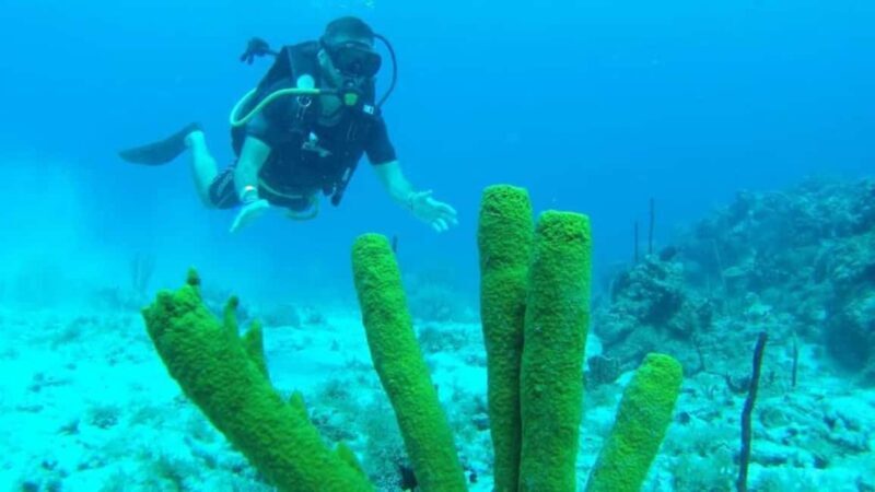 Scuba Diving in Catalina Island - Breaking Down the Itinerary
