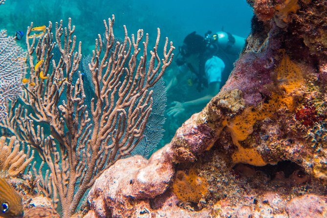 Scuba Diving in Cozumel Island - The Value: Why This Tour Is Worth Every Peso