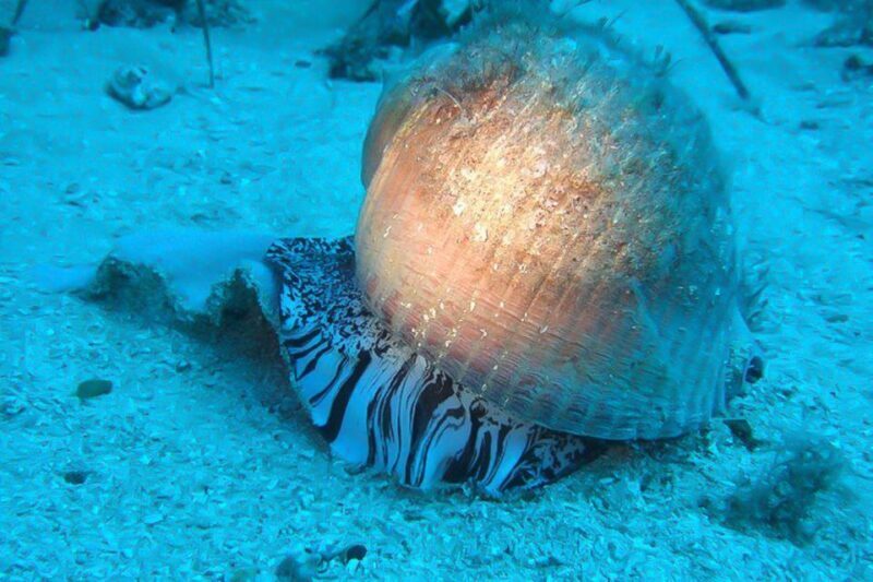 Scuba Diving in Dubrovnik: 1 Dive for Certified Divers - Key Points