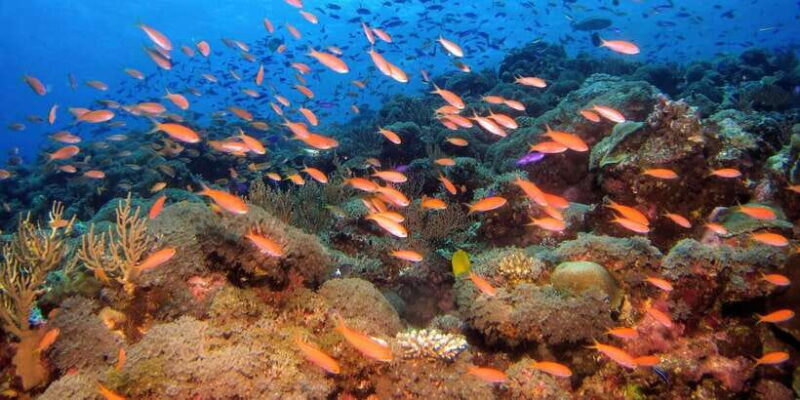 Scuba Diving in Hikkaduwa - Scuba Diving in Hikkaduwa: An Underwater Adventure in Sri Lanka