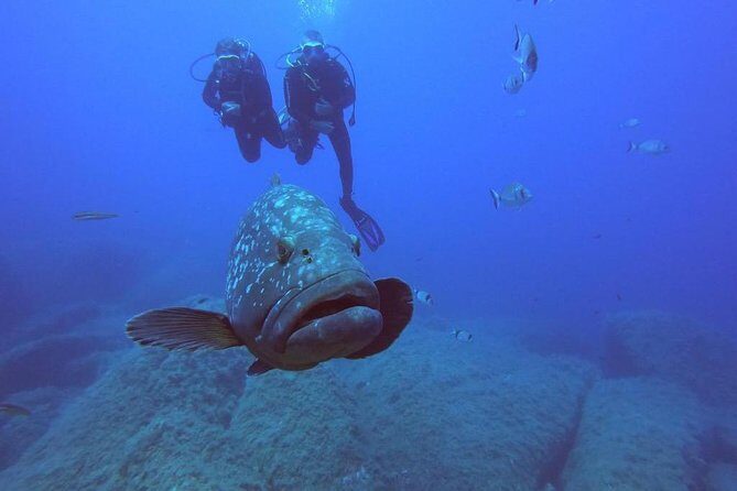 Scuba Diving in La Maddalena & Lavezzi Park for certified divers. - Key Points
