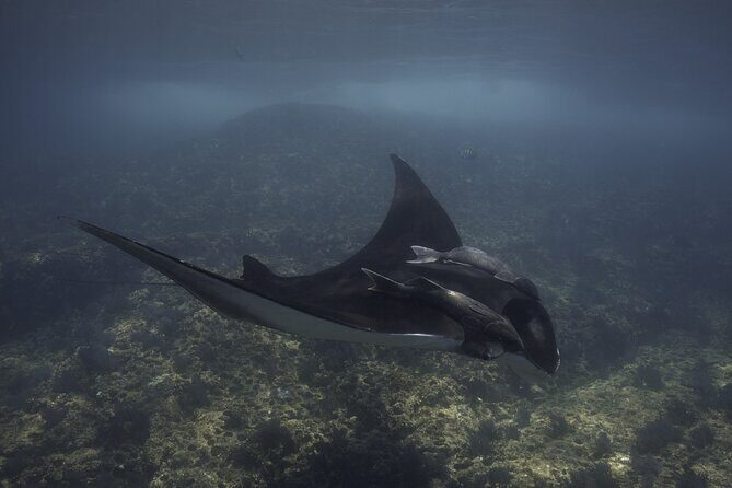 Scuba Diving in La Paz Private Tour - An In-Depth Look at the La Paz Private Diving Tour