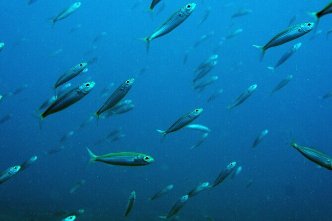 Scuba Diving in Lanzarote (for certified divers only) - The Sum Up