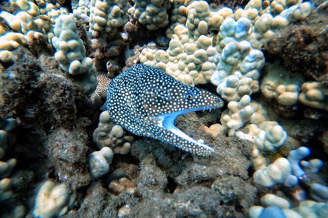 Scuba Diving in Maui with No Experience Needed - FAQ