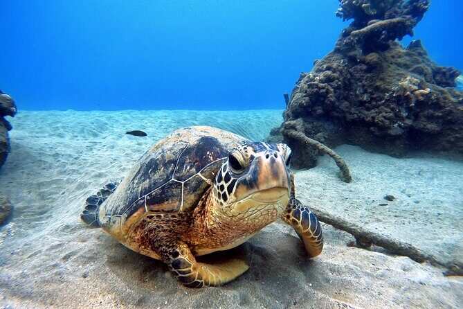 Scuba Diving in Maui with No Experience Needed - Final Thoughts