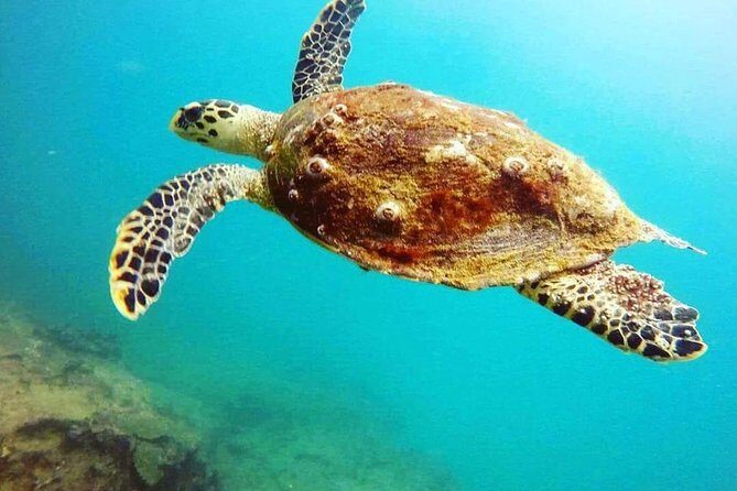 Scuba Diving in Mirissa - Pricing and Value