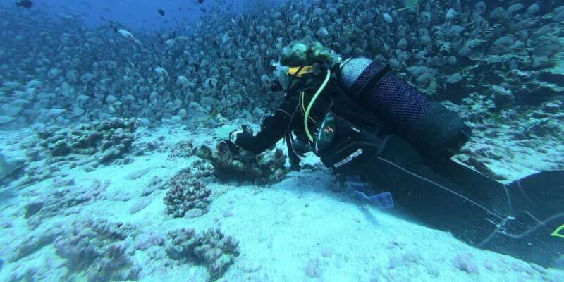 Scuba Diving in Mirissa - A Closer Look at Scuba Diving in Mirissa