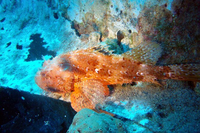 Scuba Diving in Naxos by Bluefindivers - Dive in Greece - Amazing Diving Spots - Who Should Consider This Experience?