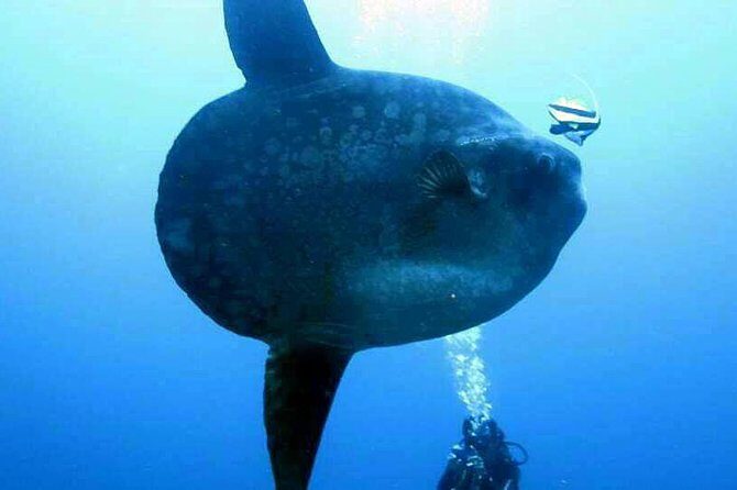 Scuba Diving in Nusa Penida - Manta Point - FAQ