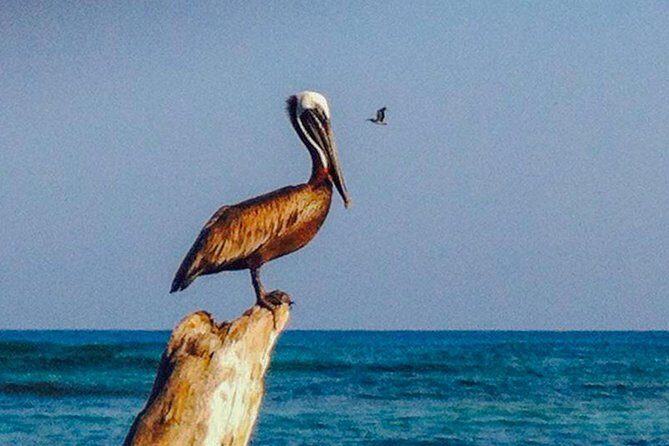 Scuba diving in Rosario Islands - Final Thoughts: Who Should Consider This Tour?