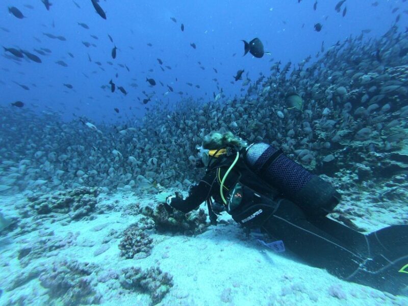 Scuba Diving in Trincomalee - Who This Tour Is Best For