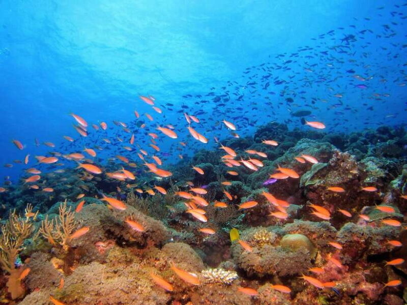 Scuba Diving in Unawatuna - Key Points