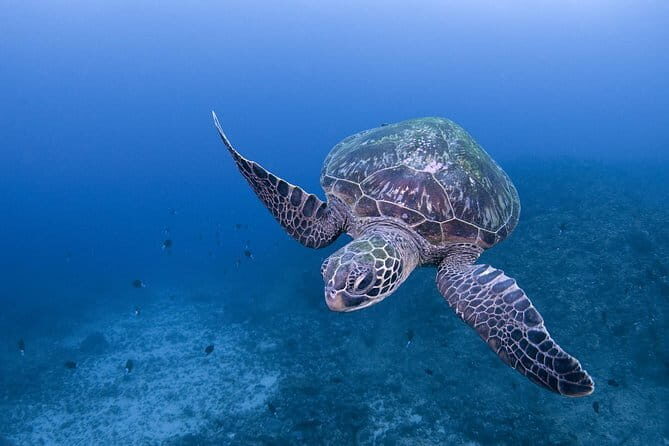 Scuba Diving in Yakushima island (for certified divers only) - Exploring Yakushima’s Underwater Beauty: A Certified Diver’s Delight