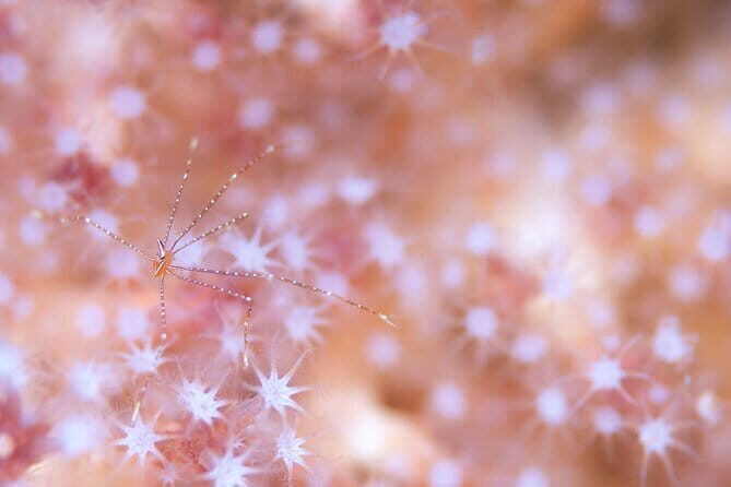 Scuba Diving in Yakushima island (for certified divers only) - Key Points