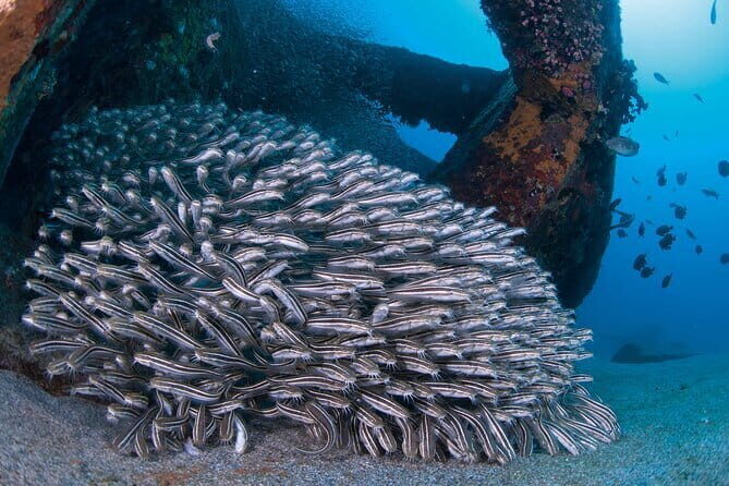 Scuba Diving in Yakushima island (for certified divers only) - Who’s This Tour Best For?