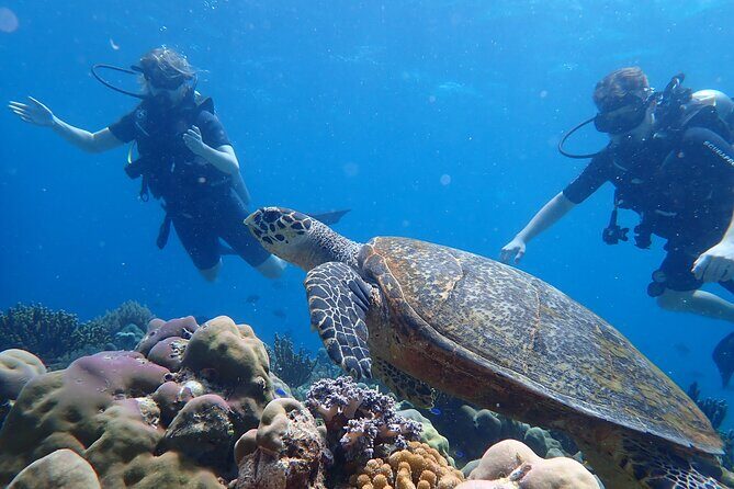 Scuba Diving Menjangan Island - Exploring Menjangan Island: What to Expect from the Tour