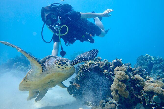 Scuba Diving Menjangan Island - Who Should Consider This Experience