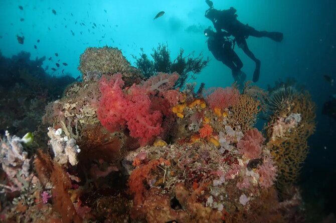 Scuba Diving Menjangan Island - The Sum Up: Is It Worth It?