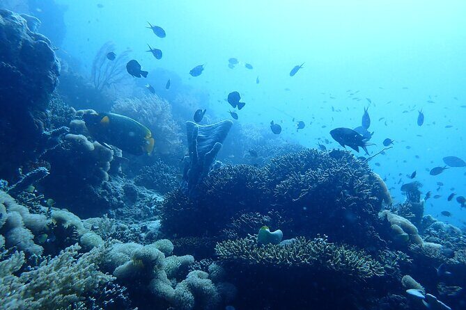 Scuba Diving Menjangan Island - FAQ