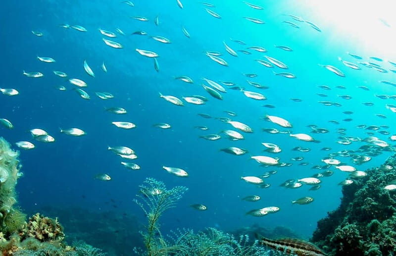 Scuba diving-private and individual No certification needed - In-Depth Review of the Cyprus Private Scuba Experience
