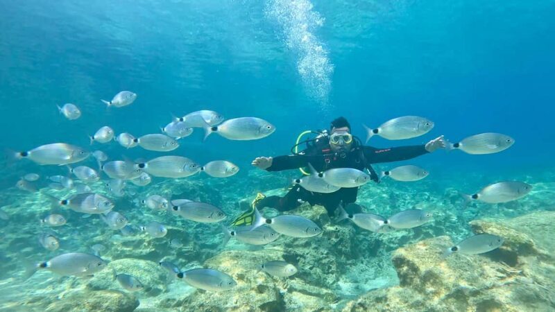 Scuba diving-private and individual No certification needed - Who Is This Tour Best For?