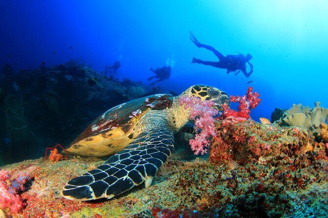 Scuba Diving Tour in Antalya with Lunch and Transfer - The Sum Up: Who Should Book This?