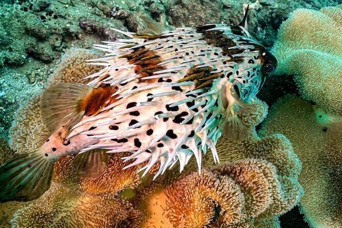 Scuba Diving Tour in Cham Island for certified divers or Beginners - Frequently Asked Questions