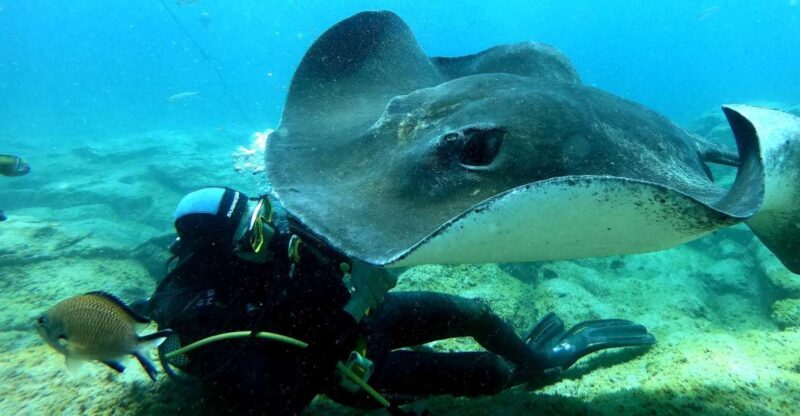 Scuba Diving trips for Certified Divers in Tenerife - Discovering Tenerife’s Marine Wonders