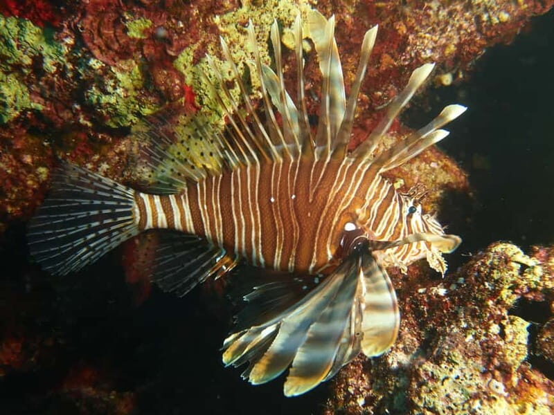 Scuba Diving - Tunnels & Caves - Cape Greco - private guided - Who Would Love This Tour?