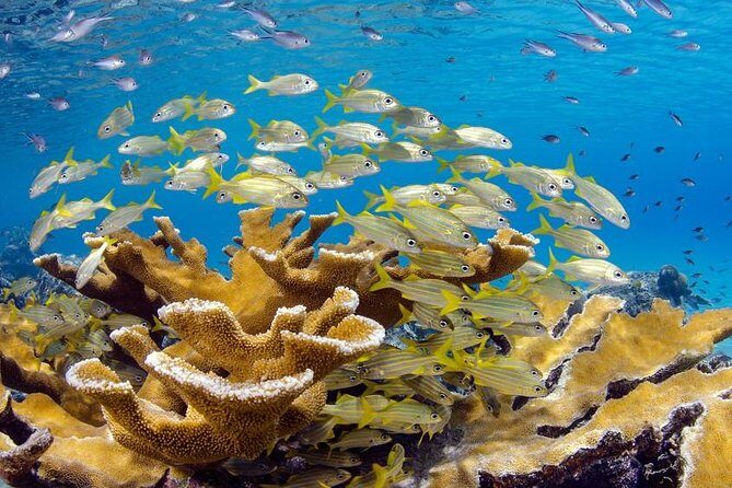 Scuba Doo Diving Experience in Punta Cana - What’s Included and What’s Not