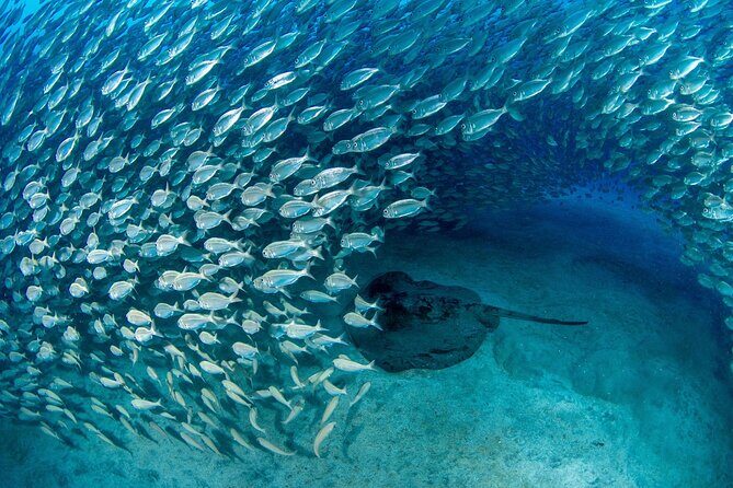 Scuba Experience in Tenerife with Guide - Final Thoughts