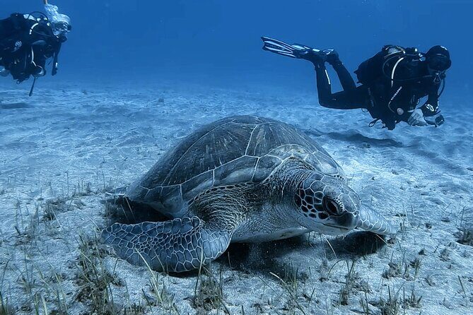 Scuba Experience in Tenerife with Guide - Final Word