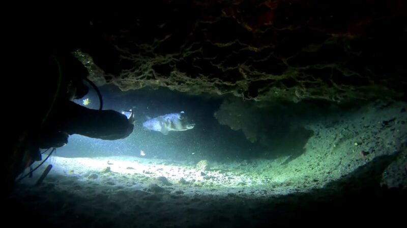 Scuba Night Dive for certified divers in Tenerife - Key Points